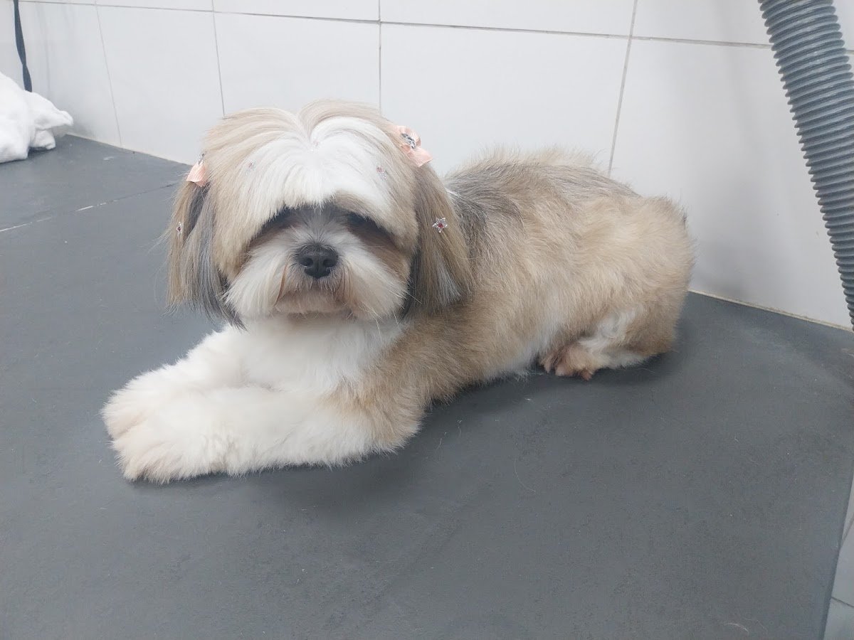 Ana Maria Banho e Tosa