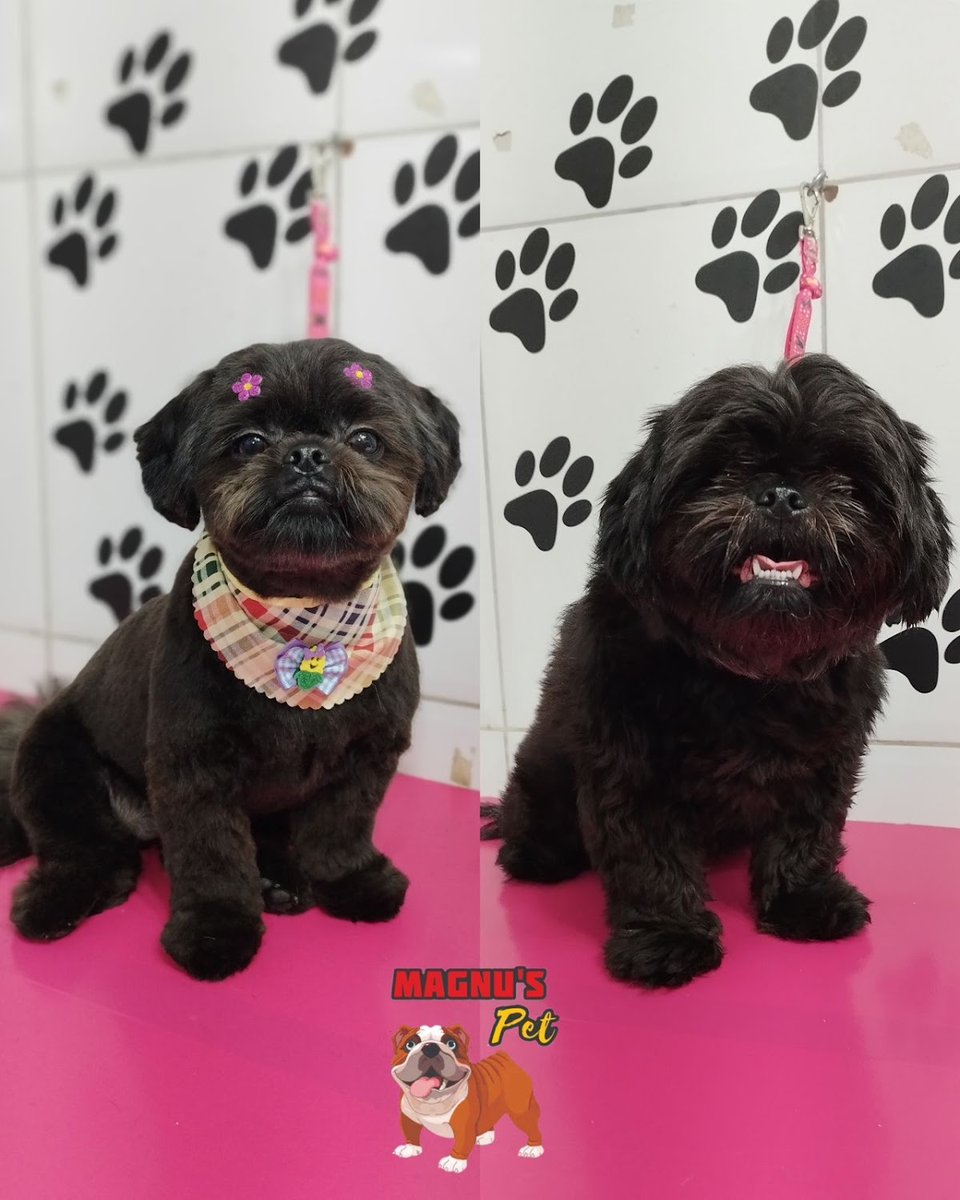 Magnu's Pet Banho e Tosa - São Paulo