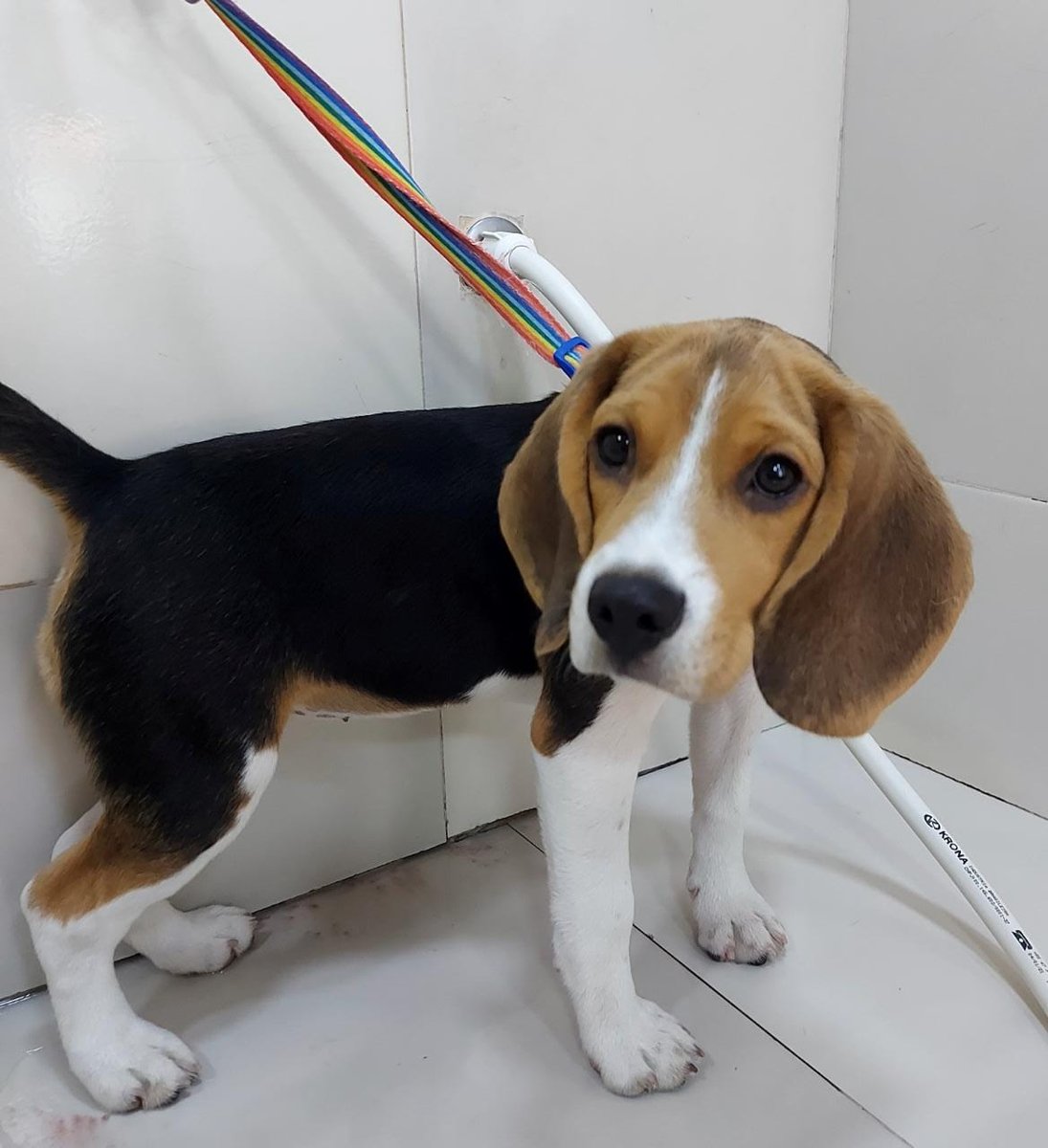 Spike Centro De Estética Animal