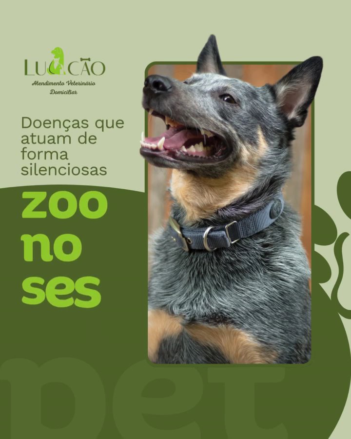 Veterinário a Domicílio na Zona Norte, SP | Luccão Veterinário