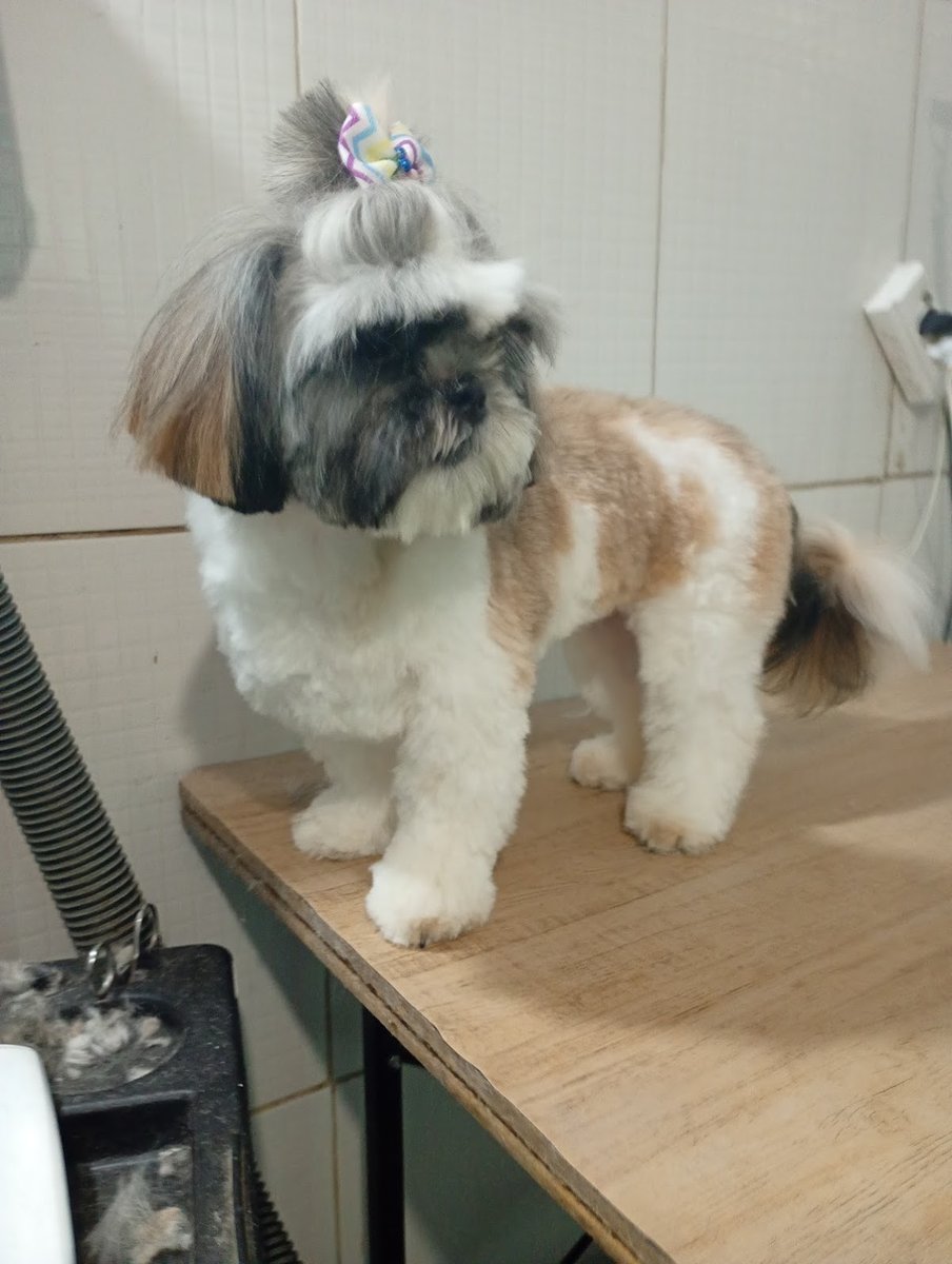 Banho e tosa Mimus pet