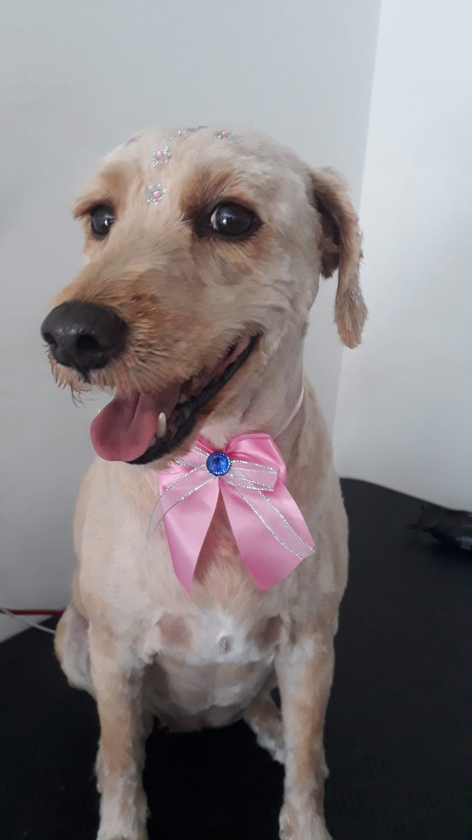 Pet Conforto Banho e Tosa