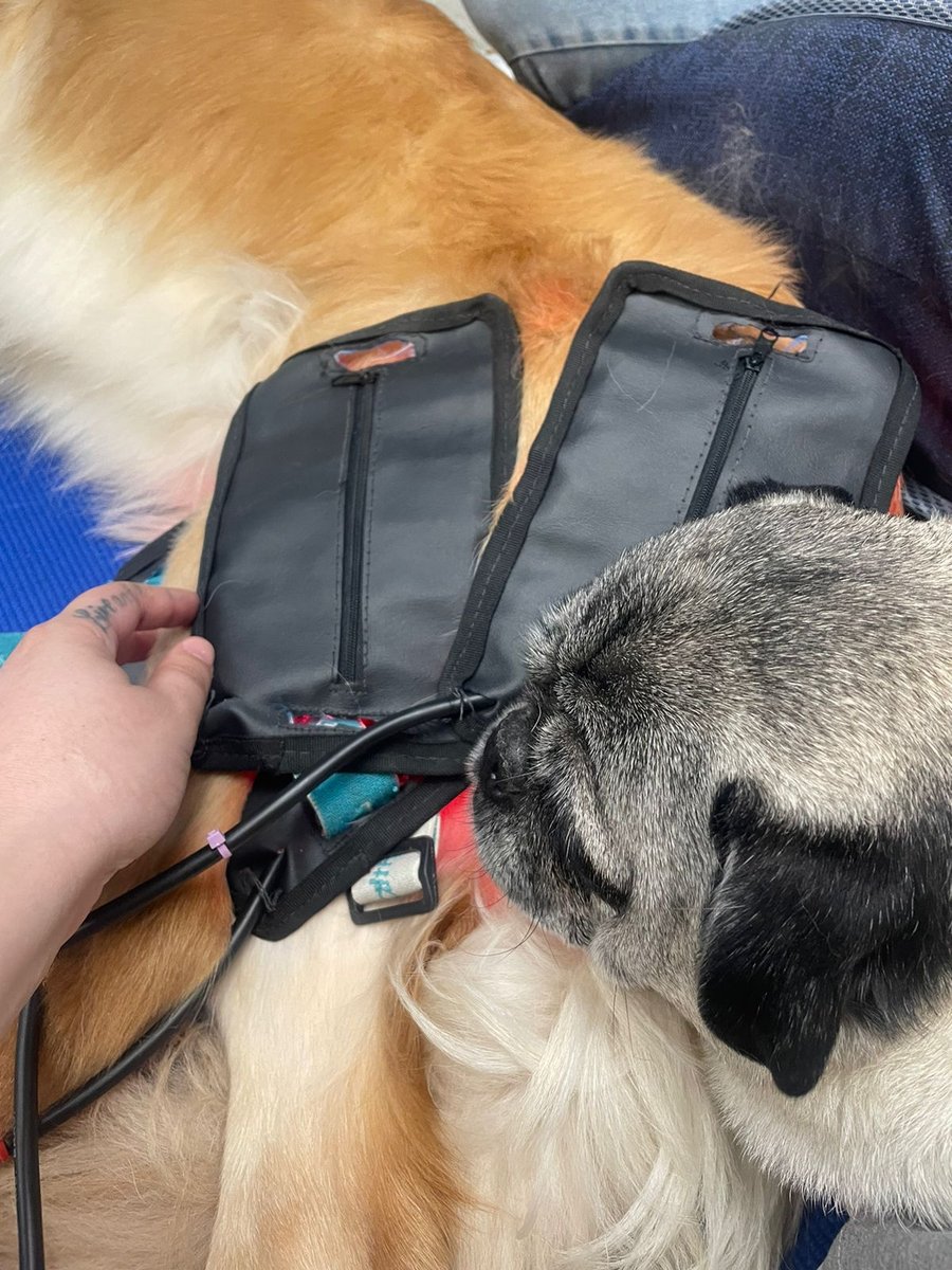 Mundo à Parte Vila Mascote - Fisioterapia e Acupuntura Veterinária