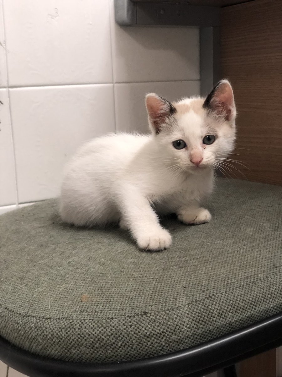 Clínica Veterinária Mazzei