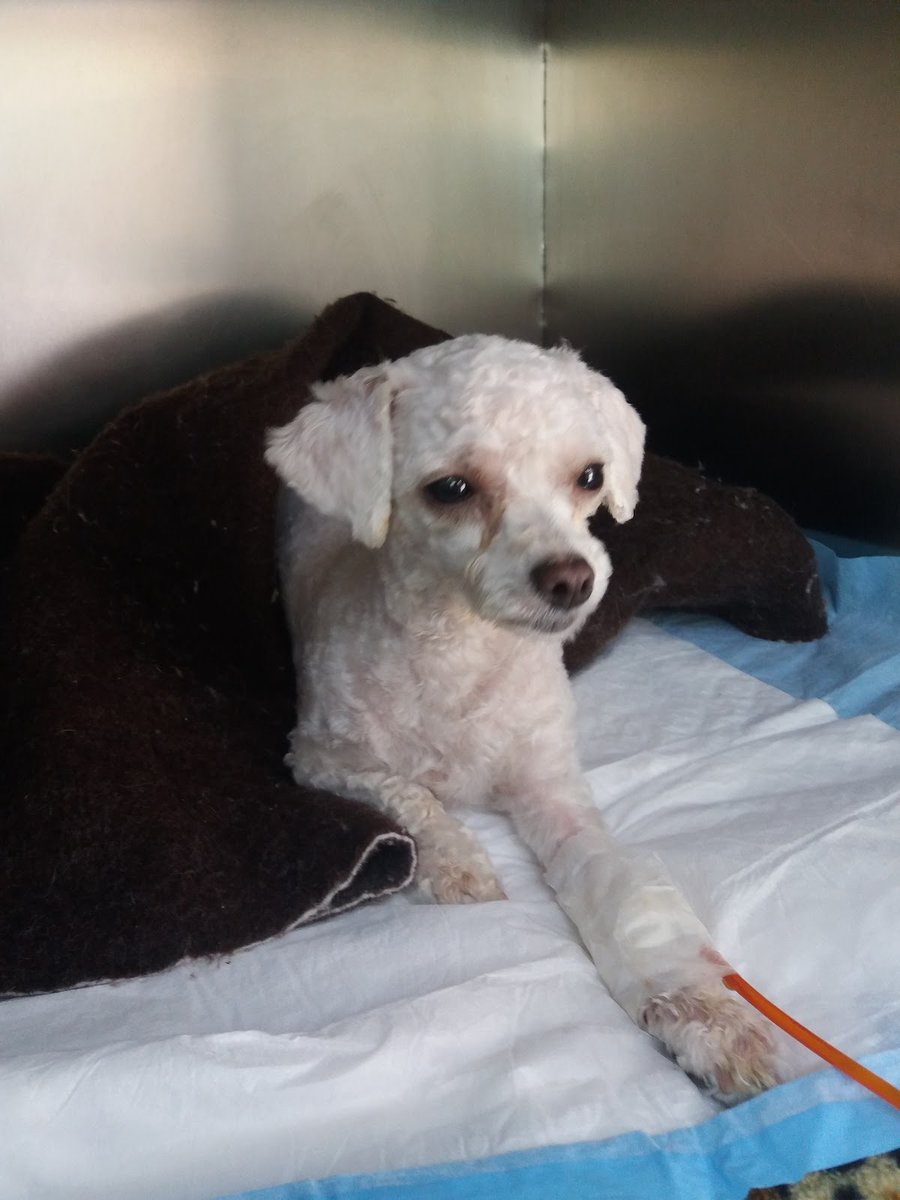 Animaniacs Veterinary Hospital