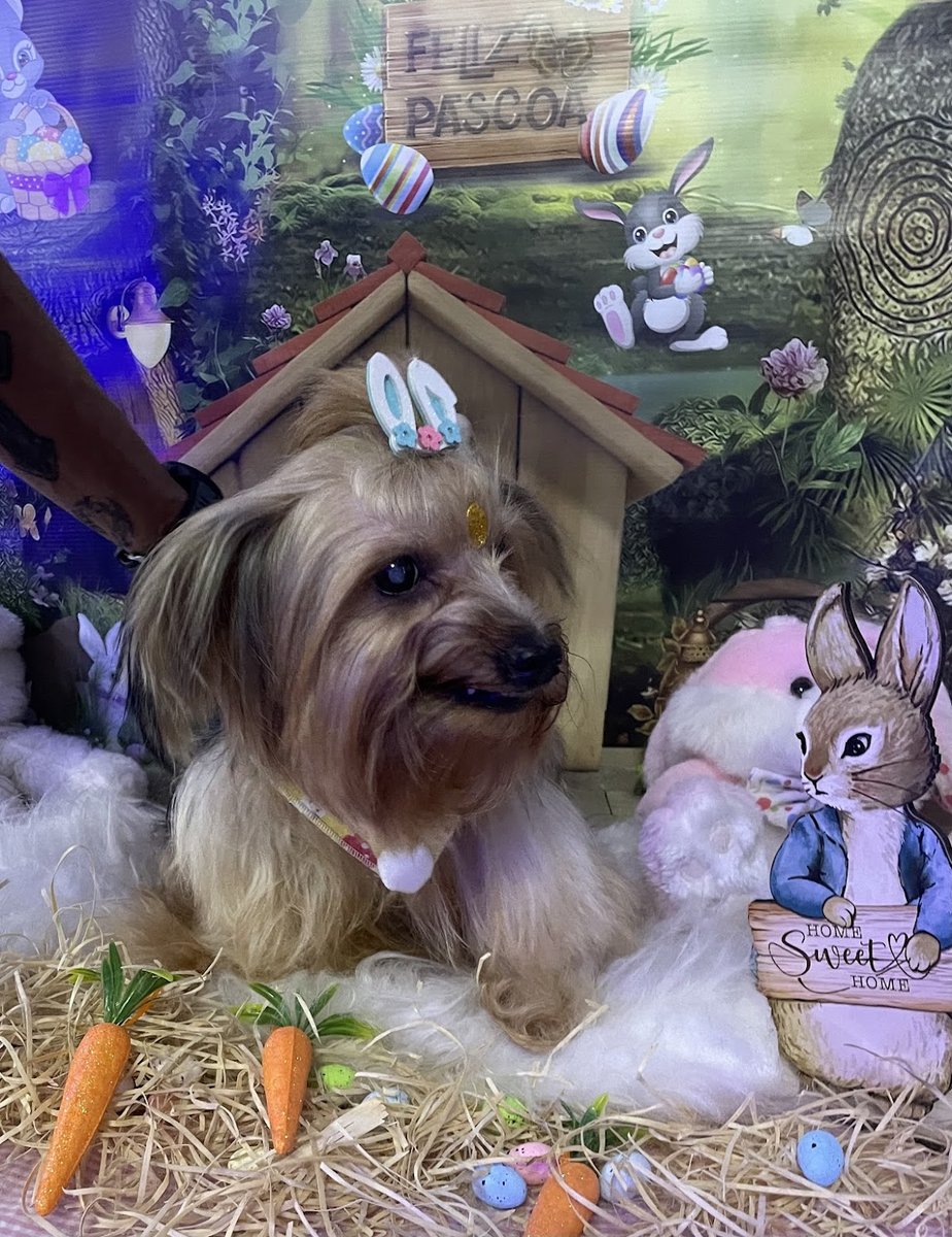 StarPet PetShop Banho & Tosa