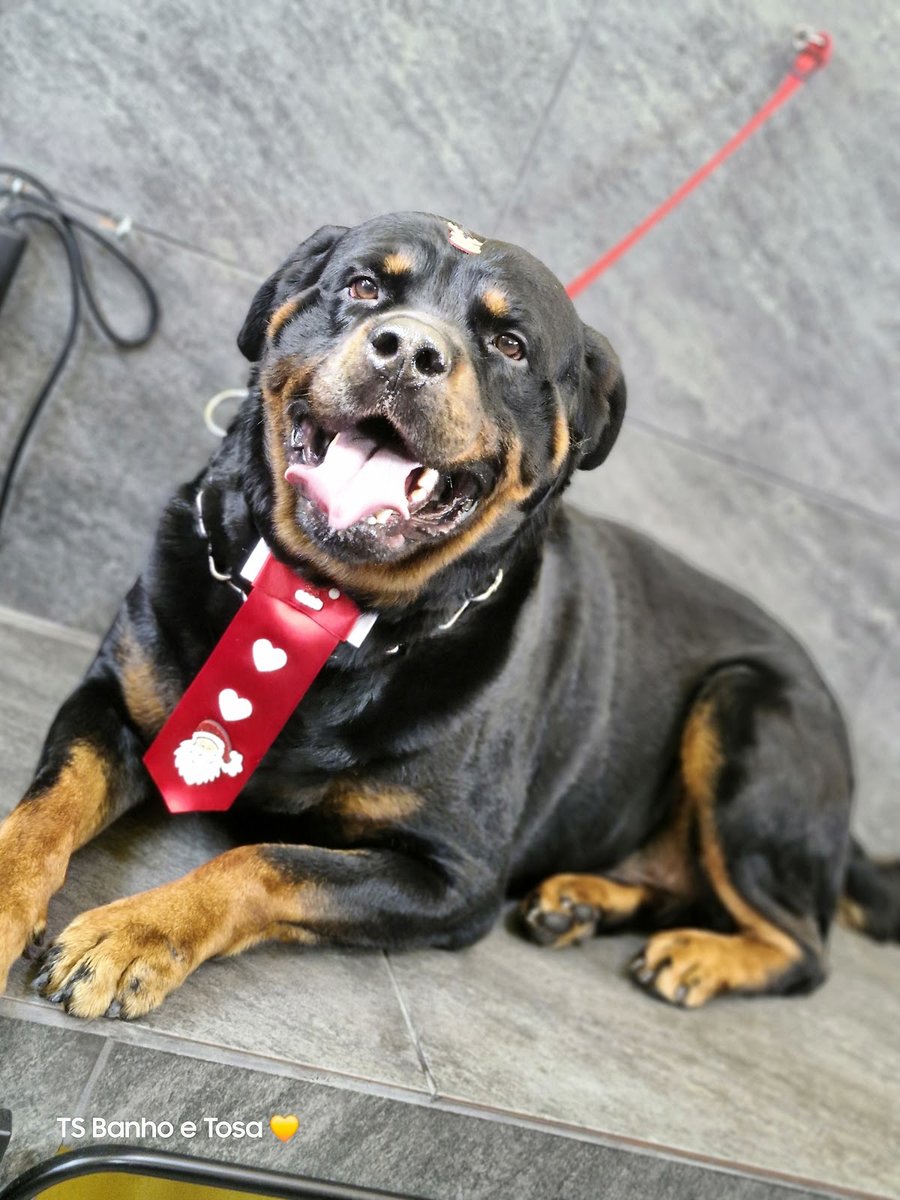 Pet's Rações Banho & Tosa