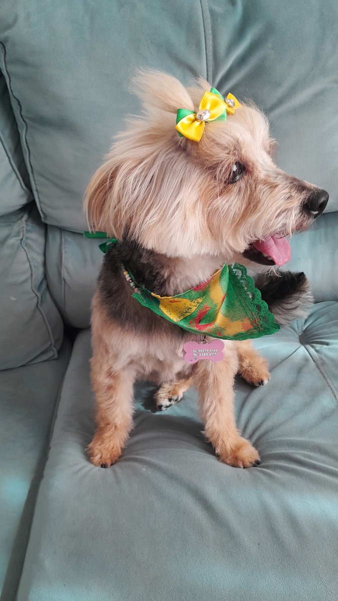 Festa dos Bichos PetShop