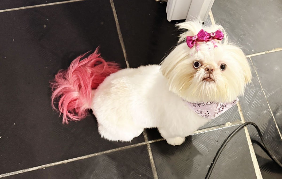 SatisfaCÃO Pet Shop - Banho e Tosa