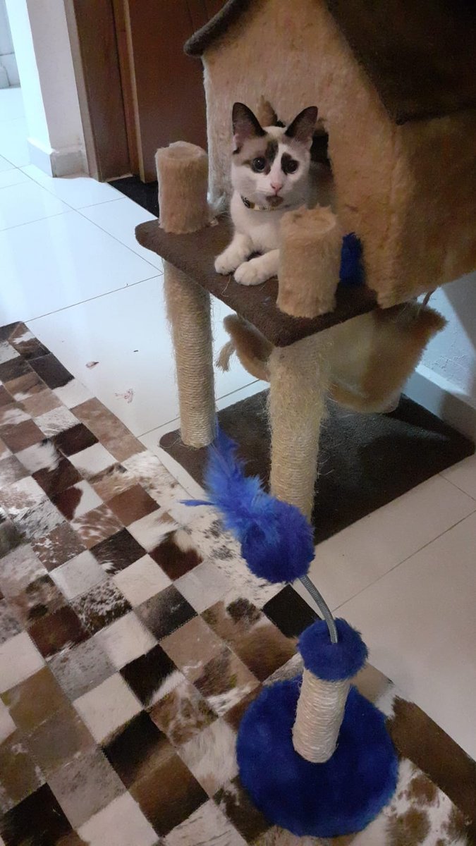 Aumigos cães e gatos