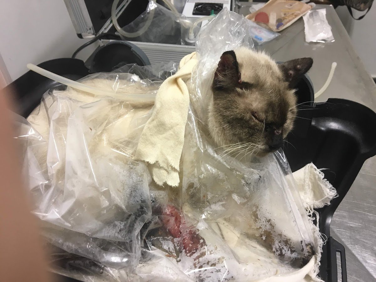 Clínica Veterinária Felino e Cãopanhia