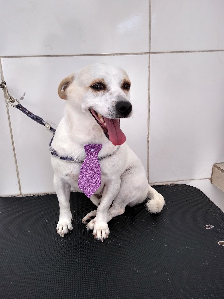 Lily pet Banho & Tosa