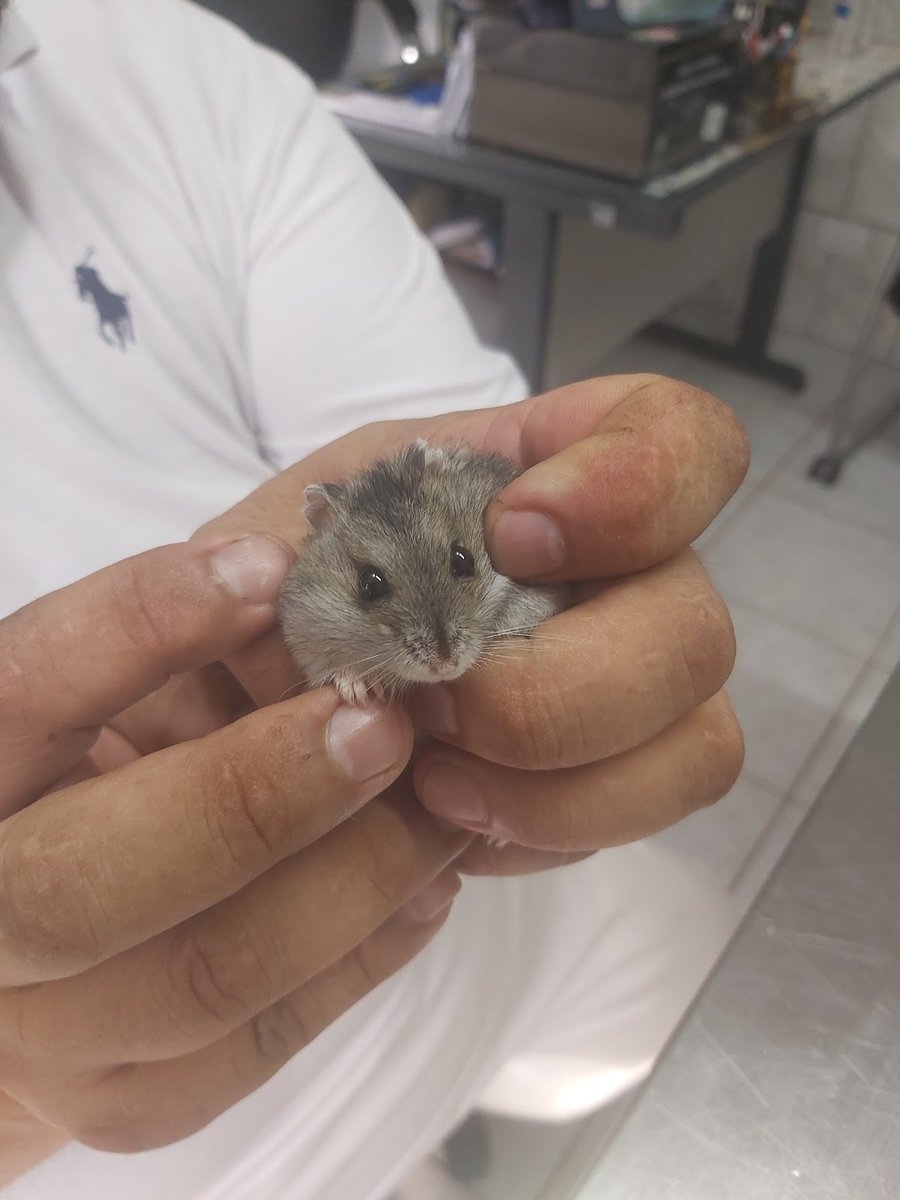 Clinica Vet. Santo Estevão -