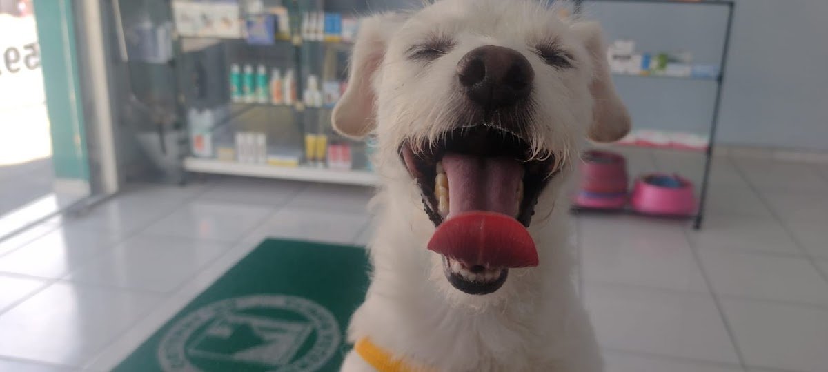 Clinica Veterinaria Dr. Arnaldo