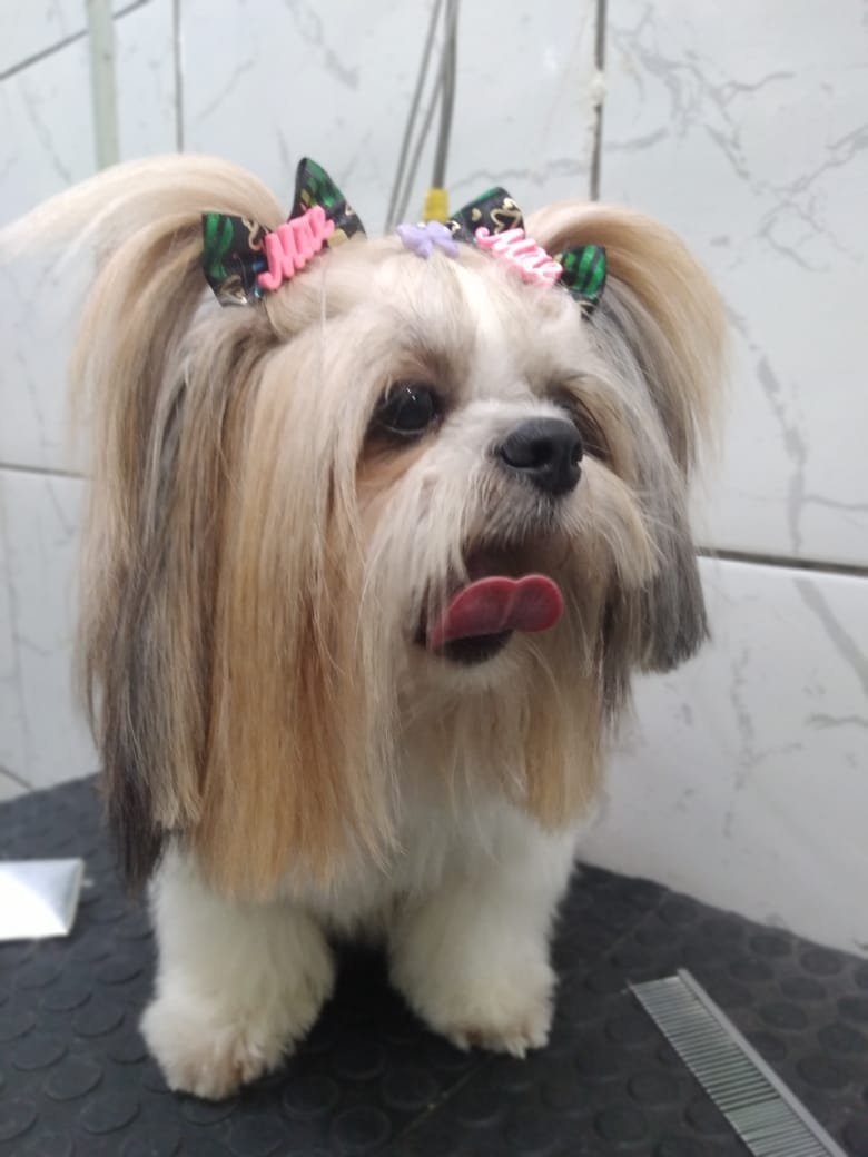 Star pet banho e tosa