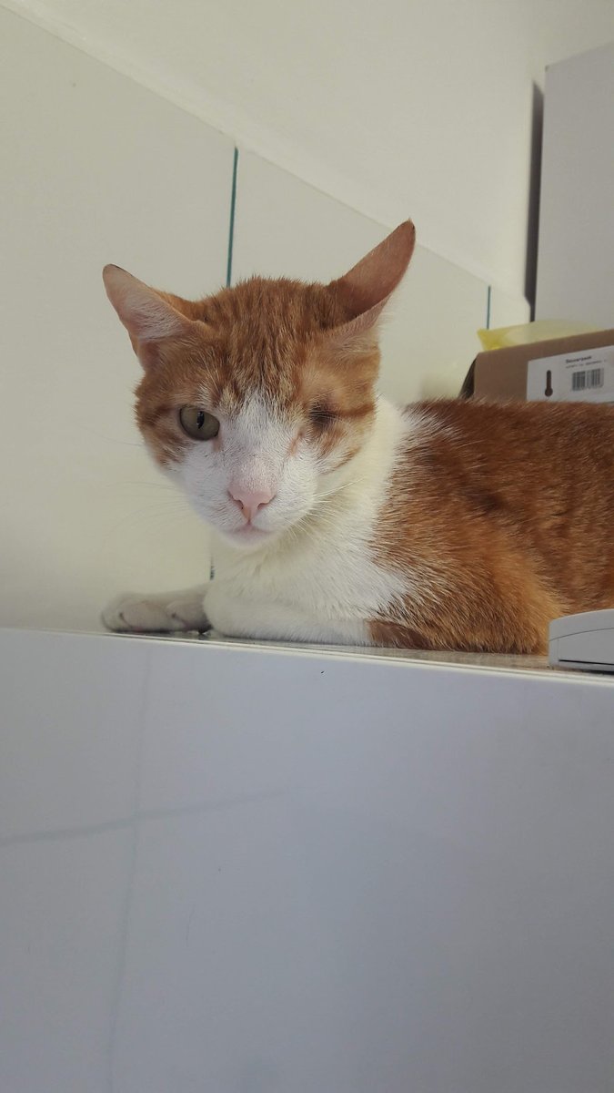 Veterinária Ipiranga