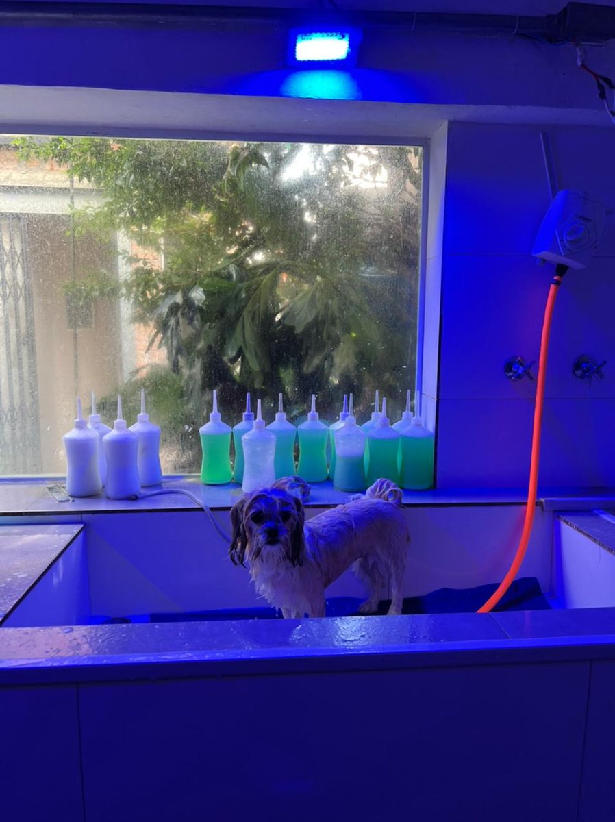 Entre Patas e Pêlos