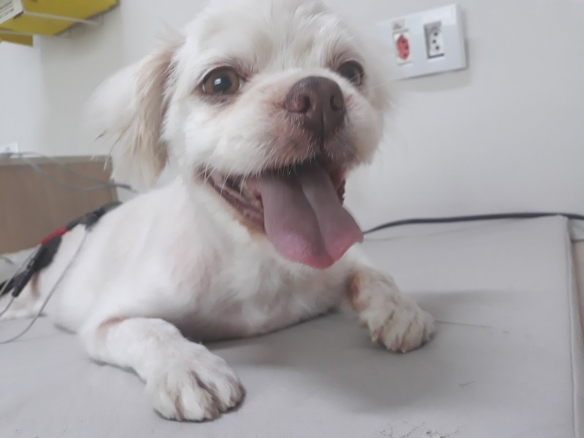 Clínica Veterinária