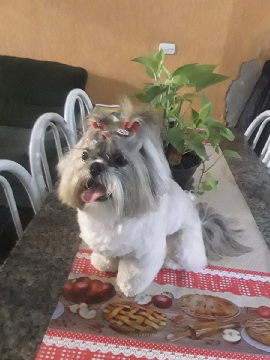 Animalis Centro de Bem Estar Animal