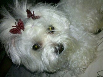 A Toca Clínica Veterinária Carole K N Miyasaka