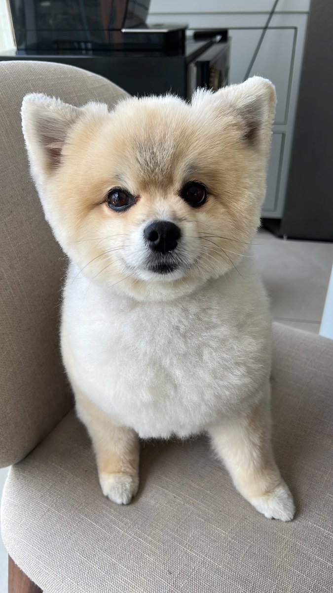 Pet Shop Dog e Family