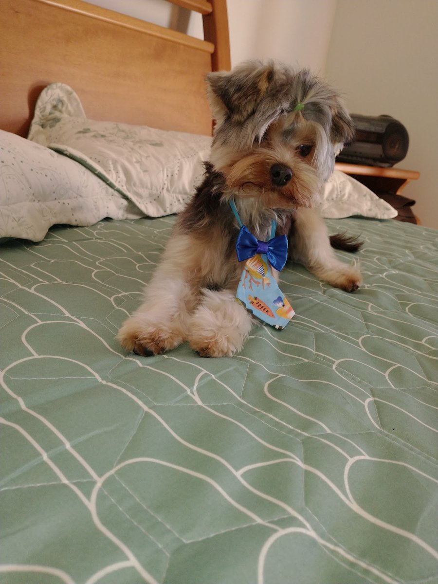 Clínica Veterinária Dr. Alex