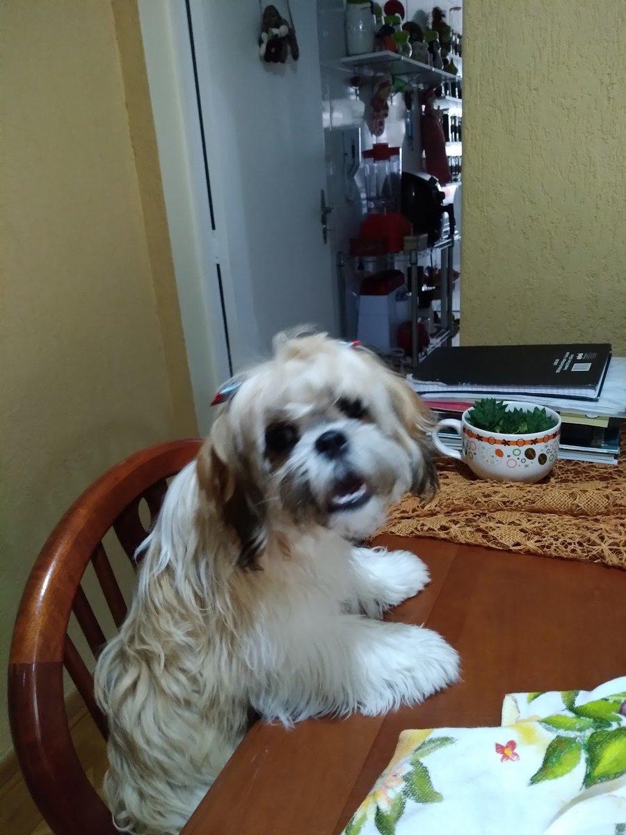 Clínica Veterinária Dra. Miriam de Souza