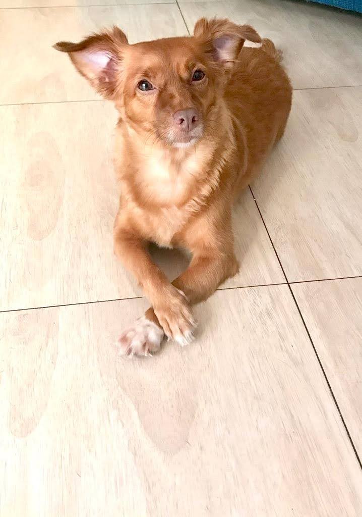 Veterinary Clinic St. Francisco de Assis