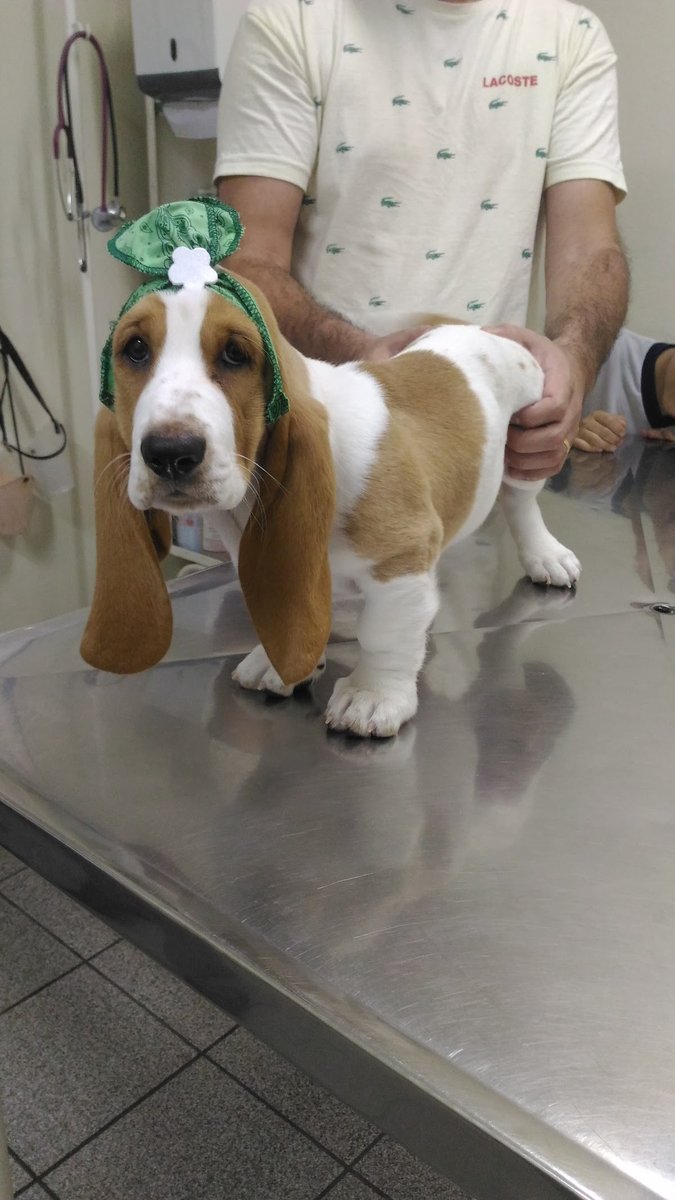 Clínica Veterinária Casqueiro