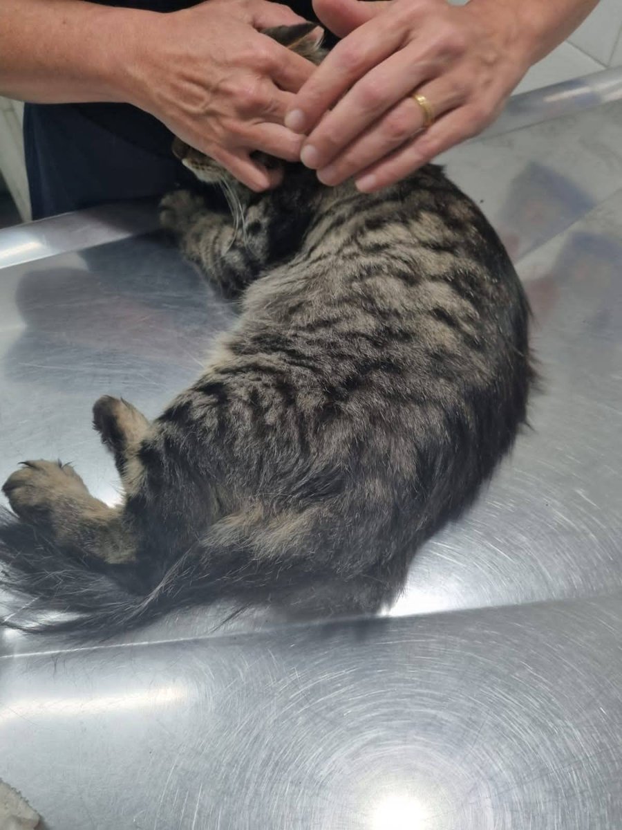 Veterinária Meu Filhote