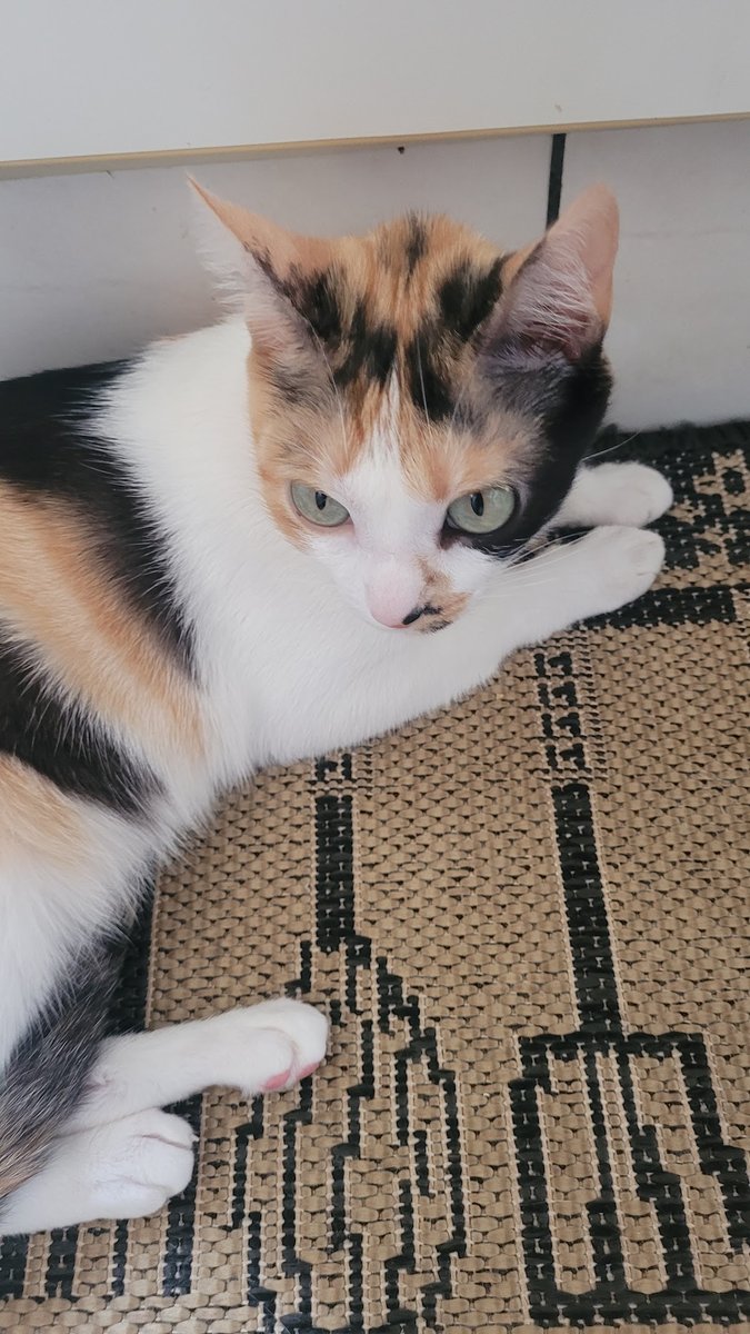 É o Bicho Clínica Veterinária