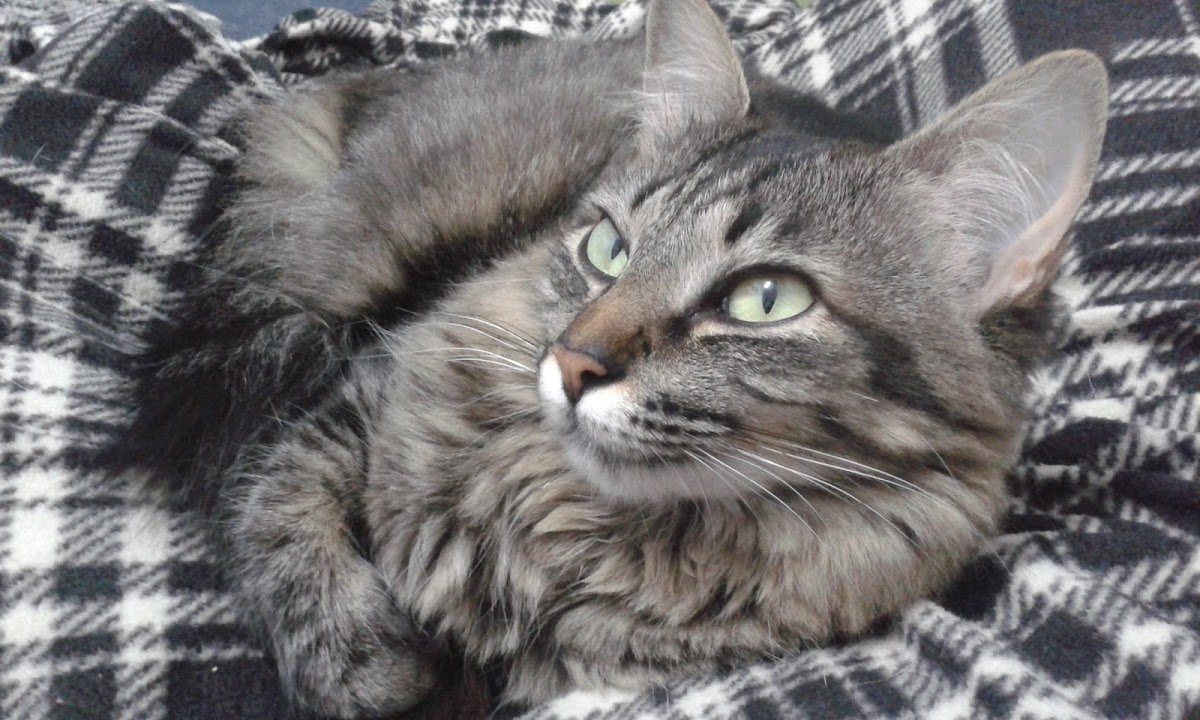 Veterinária São Bernardo