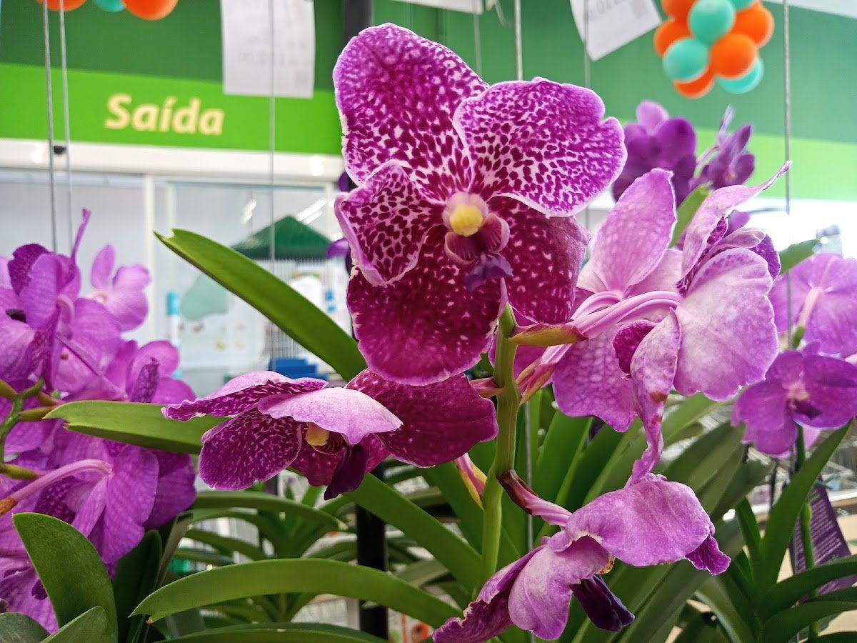 Spet Panorâmico: Veterinário, Banho e tosa, Vacinas em Sorocaba