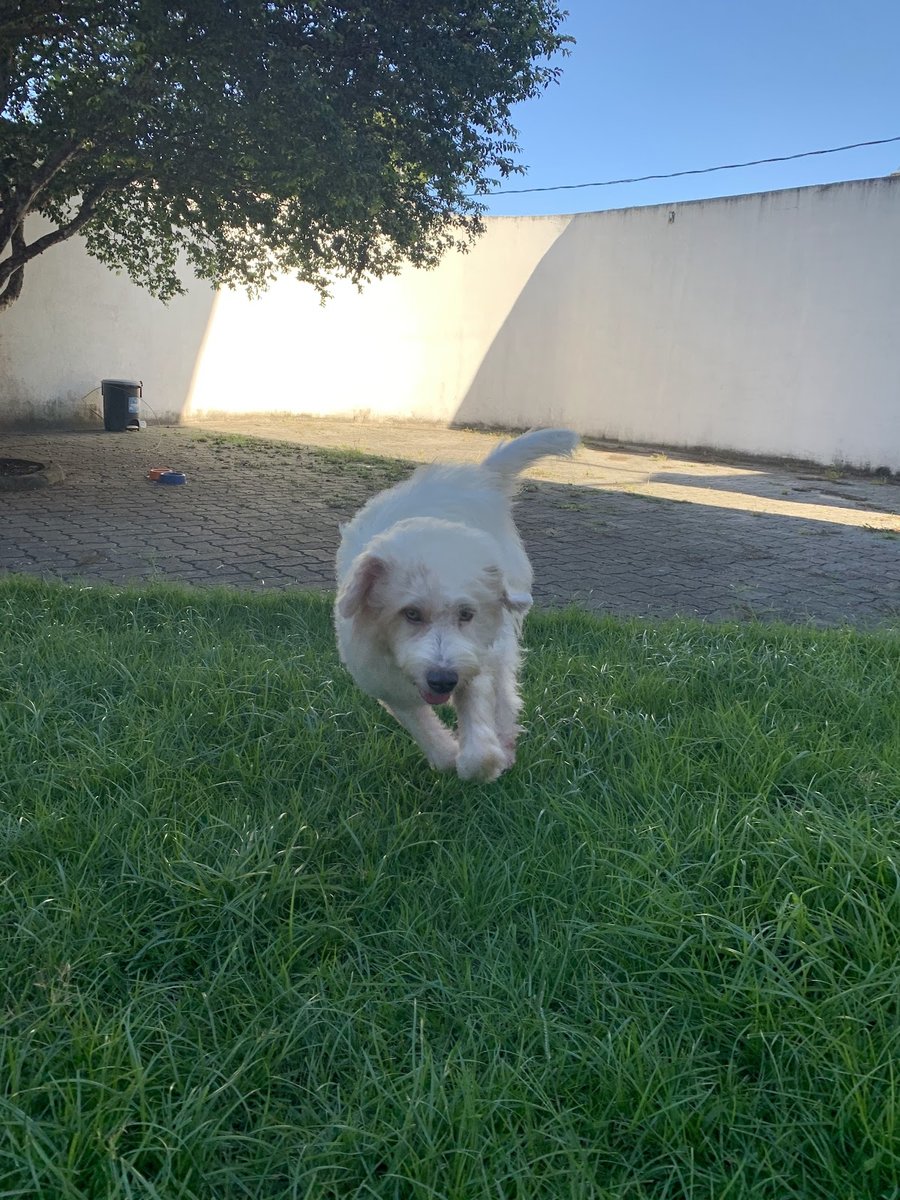 Pet Medic Clínica Veterinária