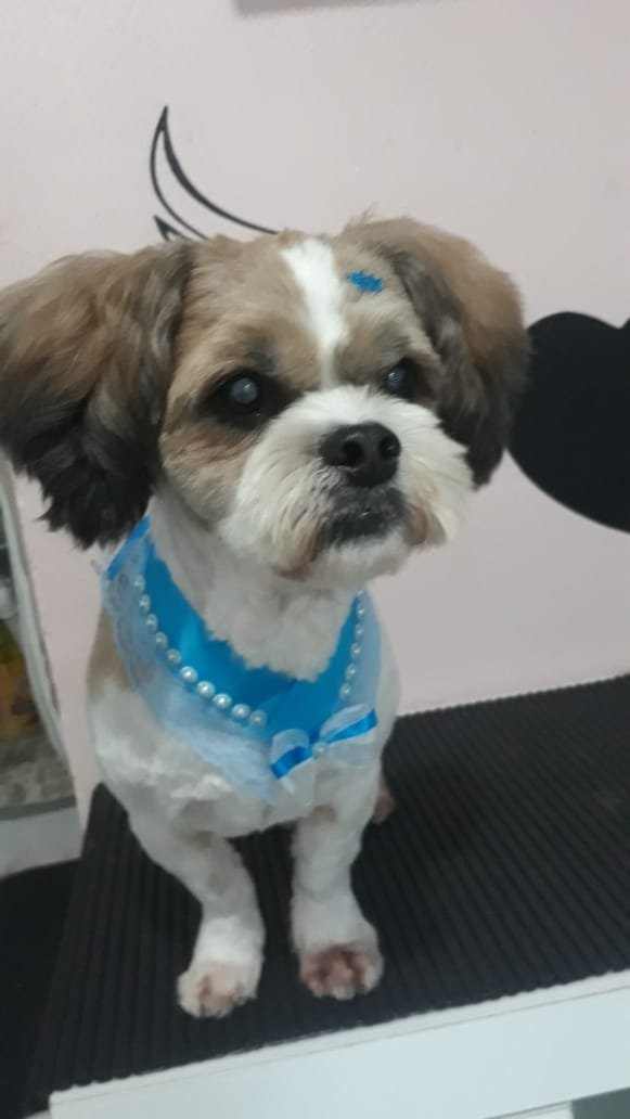 Pet Love Banho e tosa