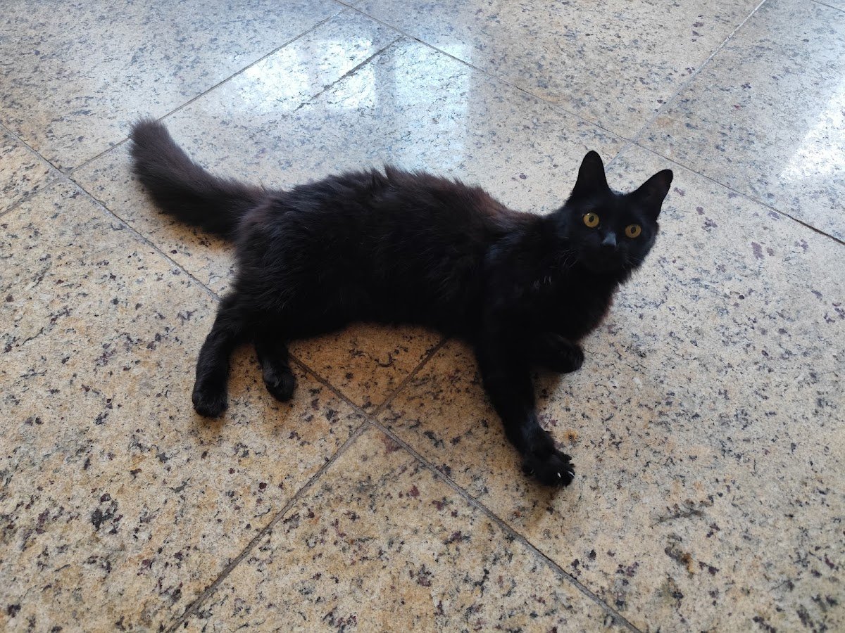 Consultório Veterinário Panda