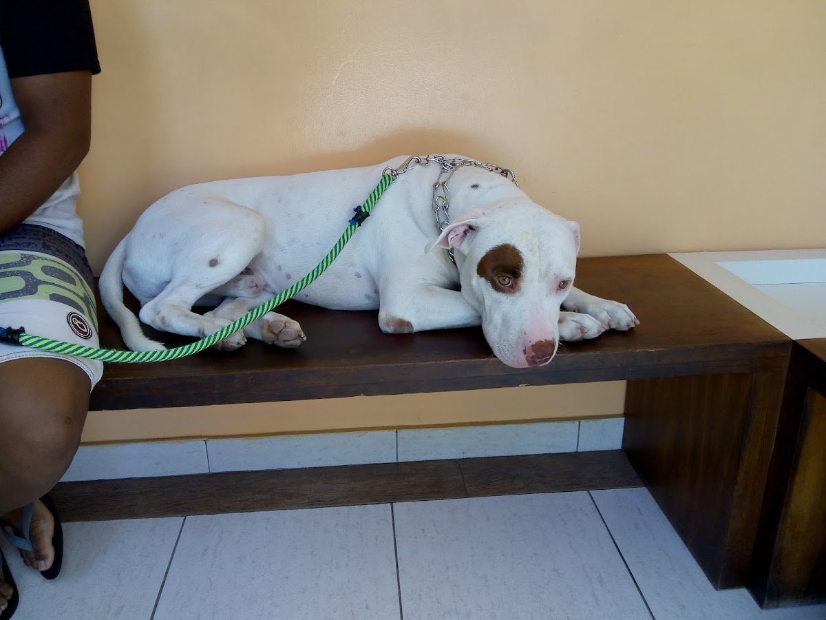 Consultório Veterinário Dr Carla Macário