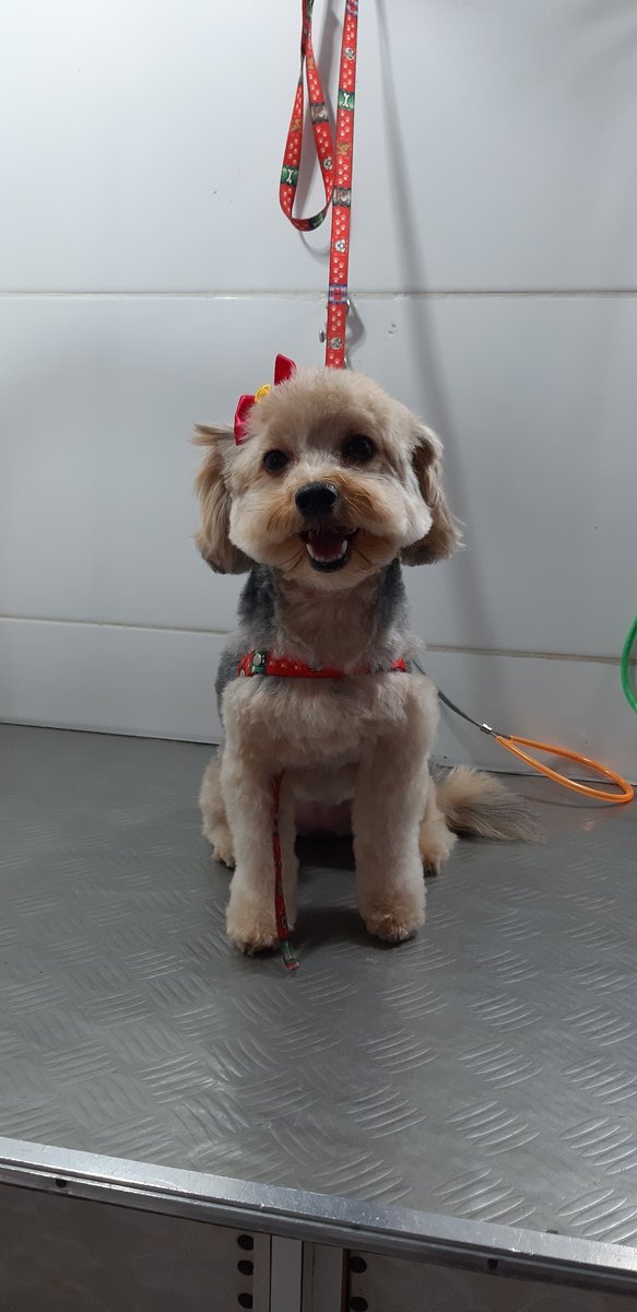 Salão Banho e Tosa Denilza