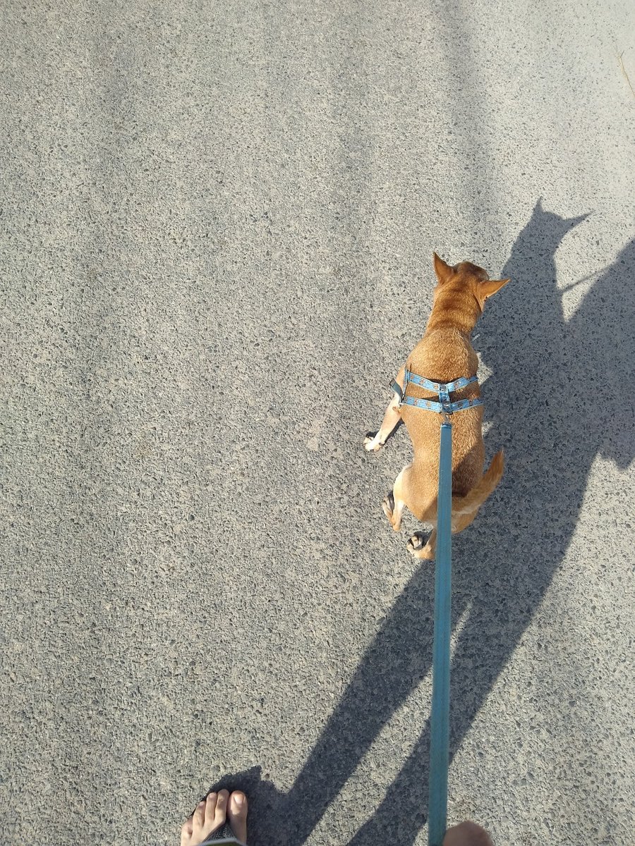 Veterinária Vet Mais