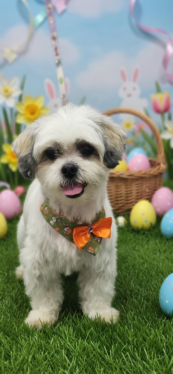 Dog Park Banho e Tosa