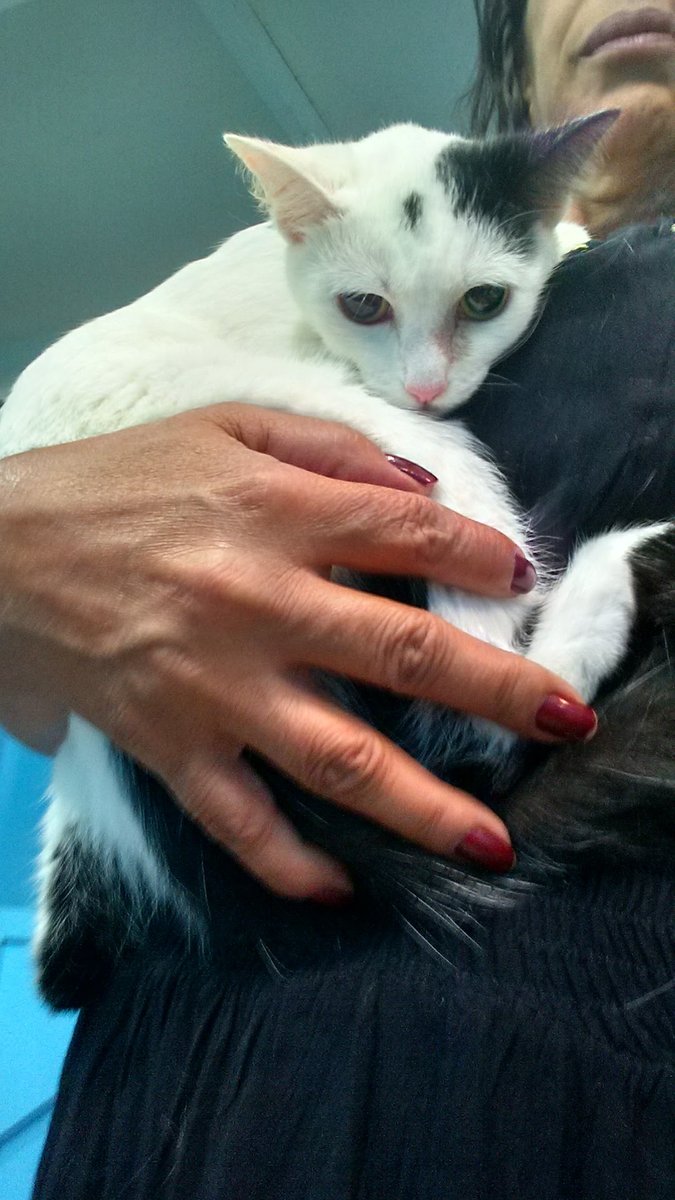 Veterinária Vila Isabel