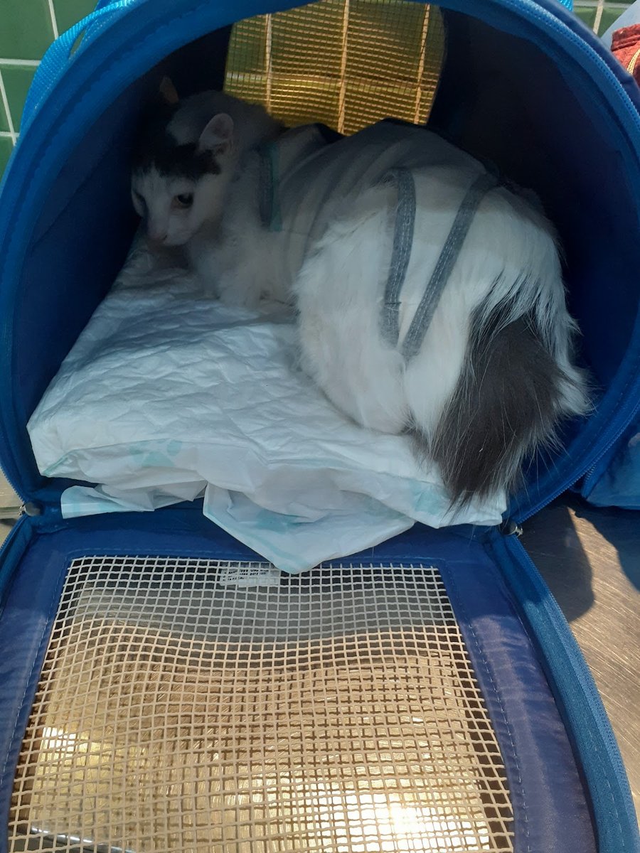 Veterinária Propato