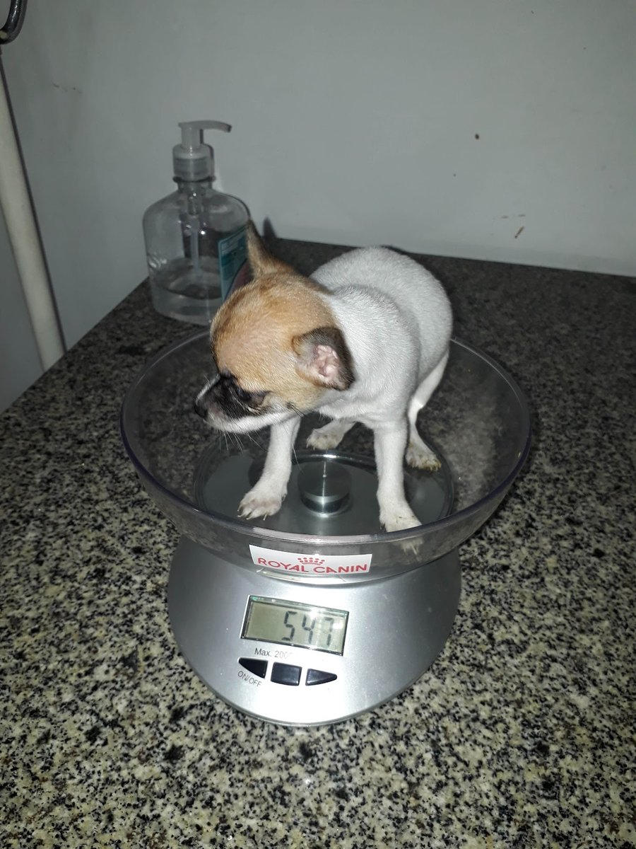 Veterinário Dr. Rosali