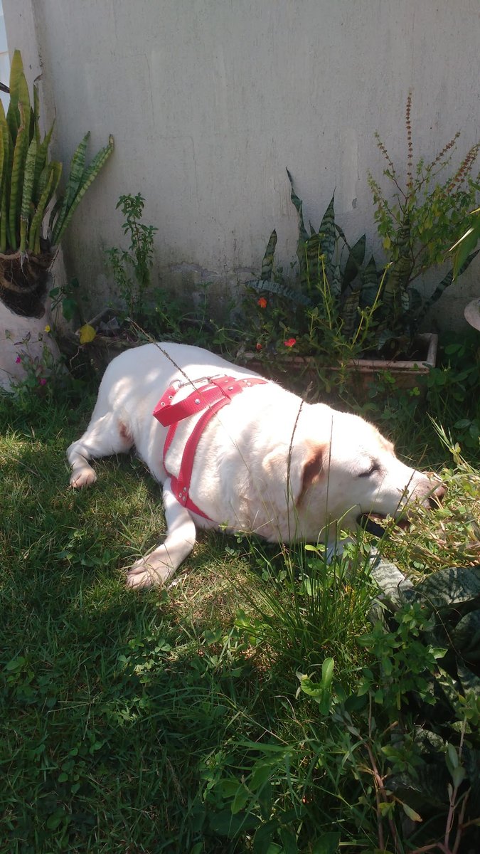 Clínica Veterinaria Pink