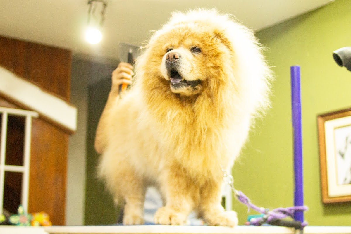 Dr. Groomer Pet Salon