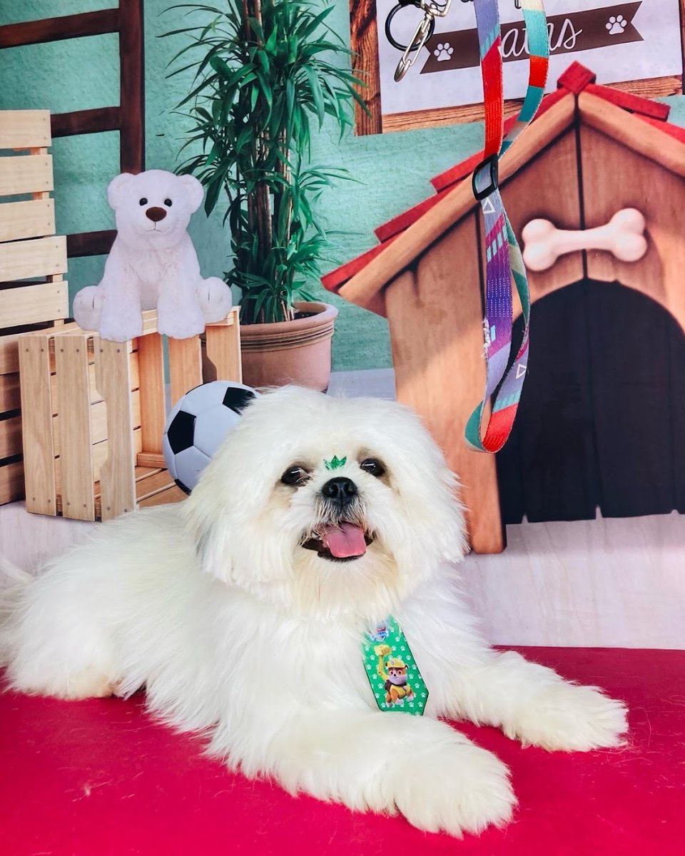 Mimos Pet - Estética Canina