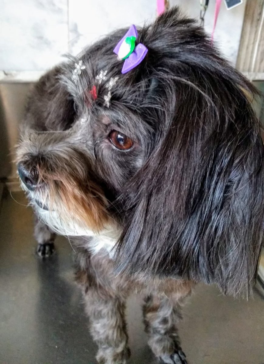 Amélia Banho e Tosa Praia Grande