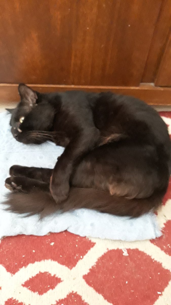 Veterinária Megavet