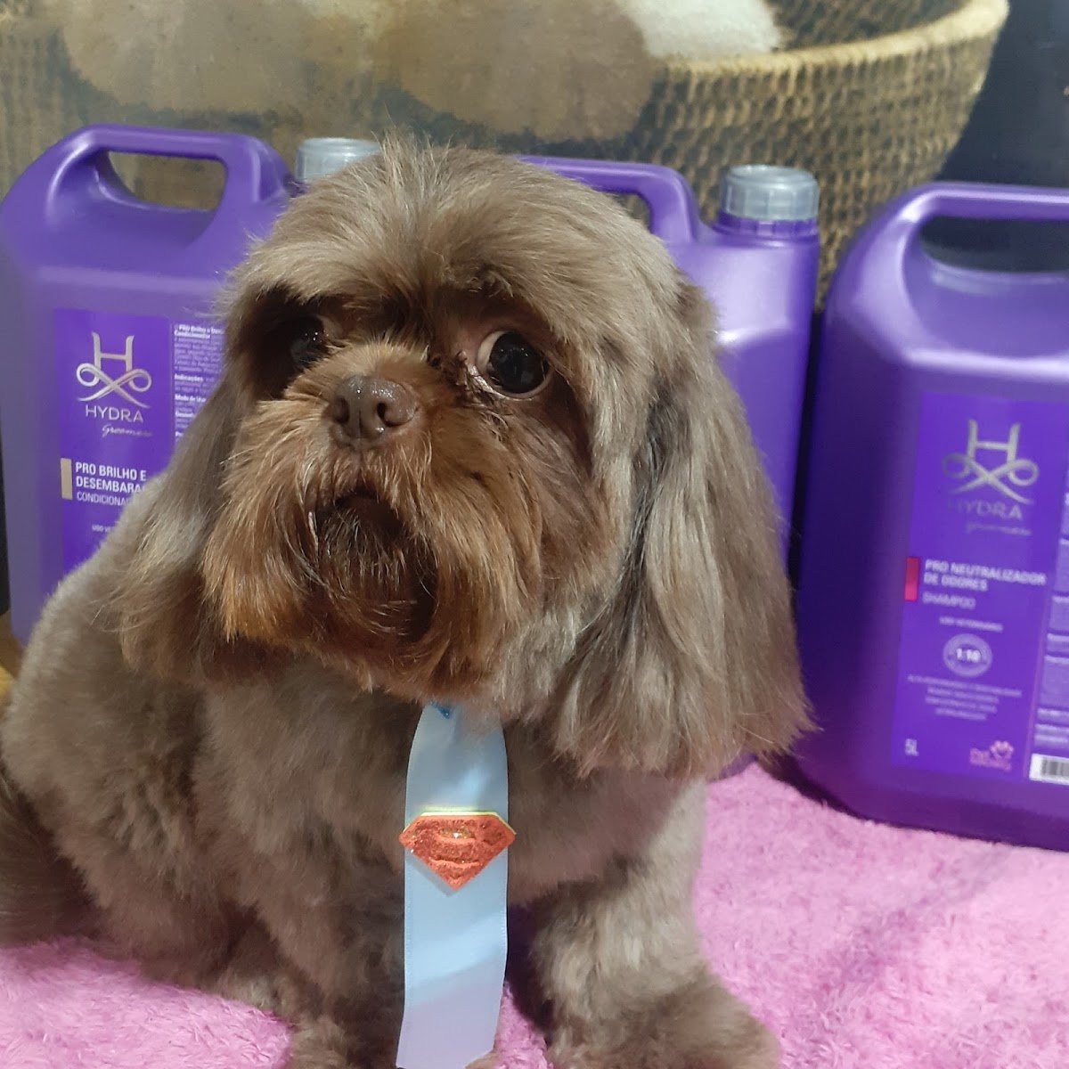 Banho e Tosa Duart's Pet Show