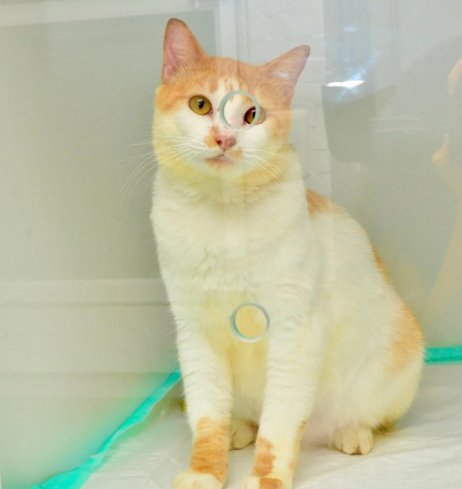 Veterinária Dr. Stutz